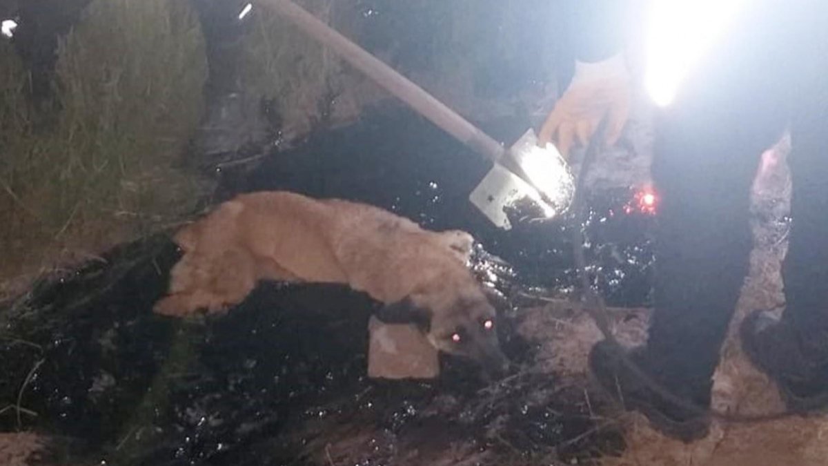 Ağrı'da zifte yapışan köpek, 2 saatte kurtarıldı