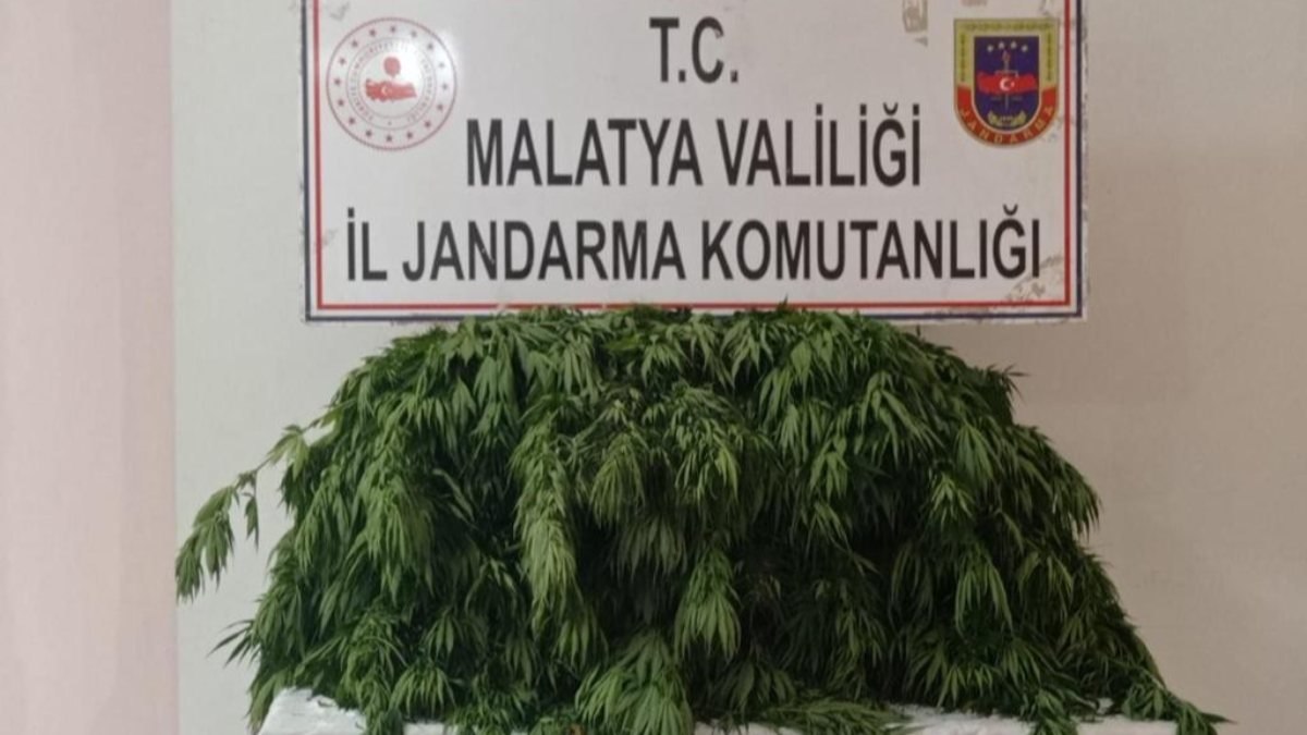 Malatya’da 2 bin 392 kök Hint keneviri ele geçirildi