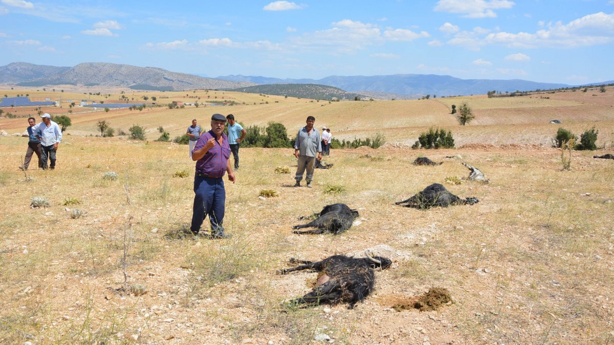 Antalya’da üre gübresi karıştırılmış yemi yiyen 25 keçi öldü
