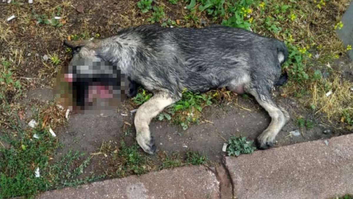 Kayseri'de gözleri oyulmuş ölü köpek bulundu