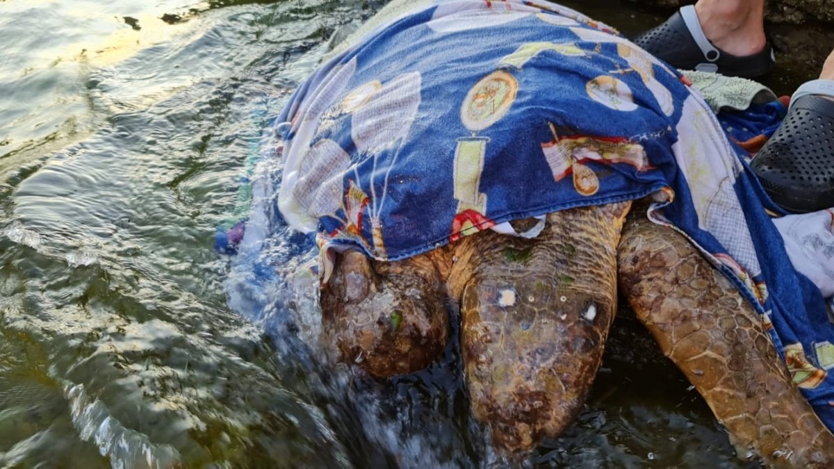 Muğla'da hasta olan kaplumbağaya yardım ettiler