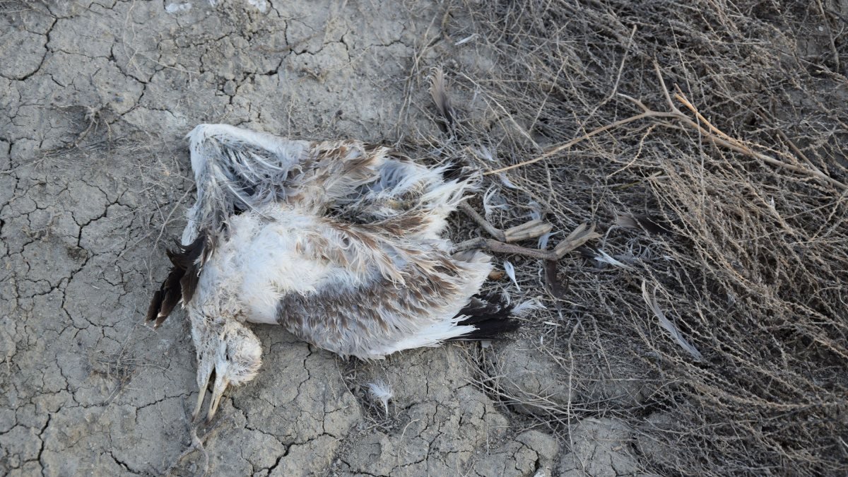 Konya'daki Düden Gölü'nde yavru martılar ölmeye başladı