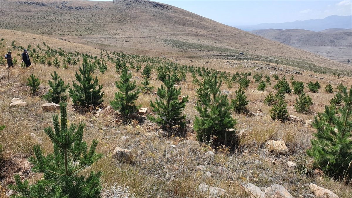 Erzurum'un çorak toprakları fidanlarla vahaya dönüştü