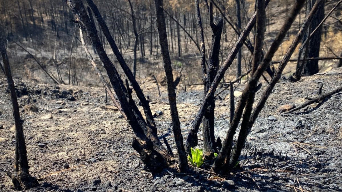 Manavgat'ta yanan ormanda ilk hayıtlar filizlendi