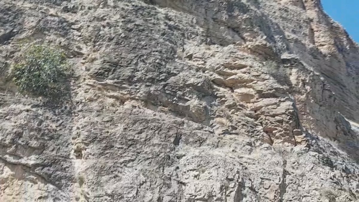 Malatya'da dağ keçilerinin tırmanma yolculuğu
