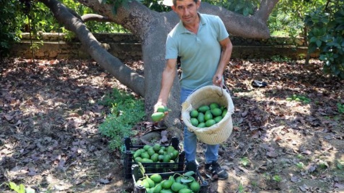 Alanya'da avokado bahçelerine hırsız dadandı