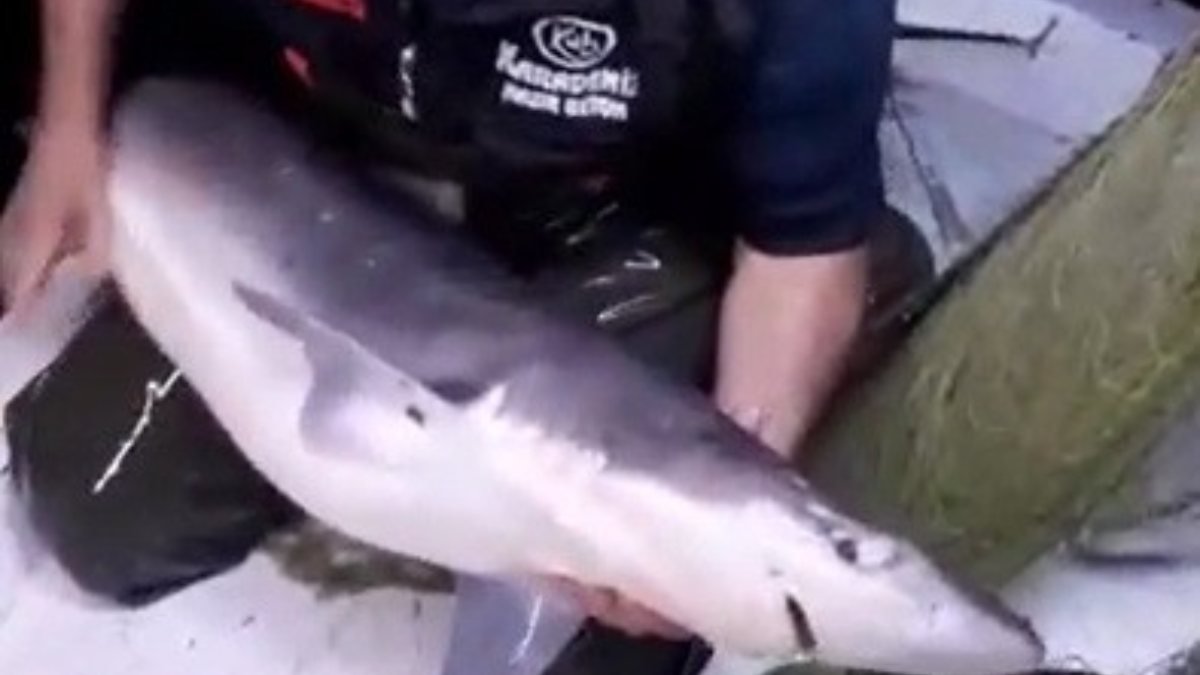 Trabzonlu balıkçı, ağına takılan köpek balığıyla konuştu
