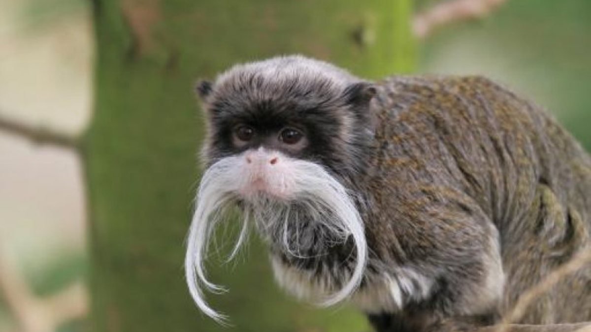 Fransa’daki hayvanat bahçesinden 10 lemur ve 2 tamarin maymununu çaldılar