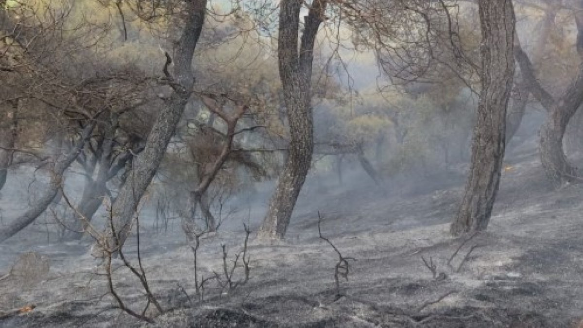 Hatay'daki orman yangınında 2 hektarlık alan zarar gördü