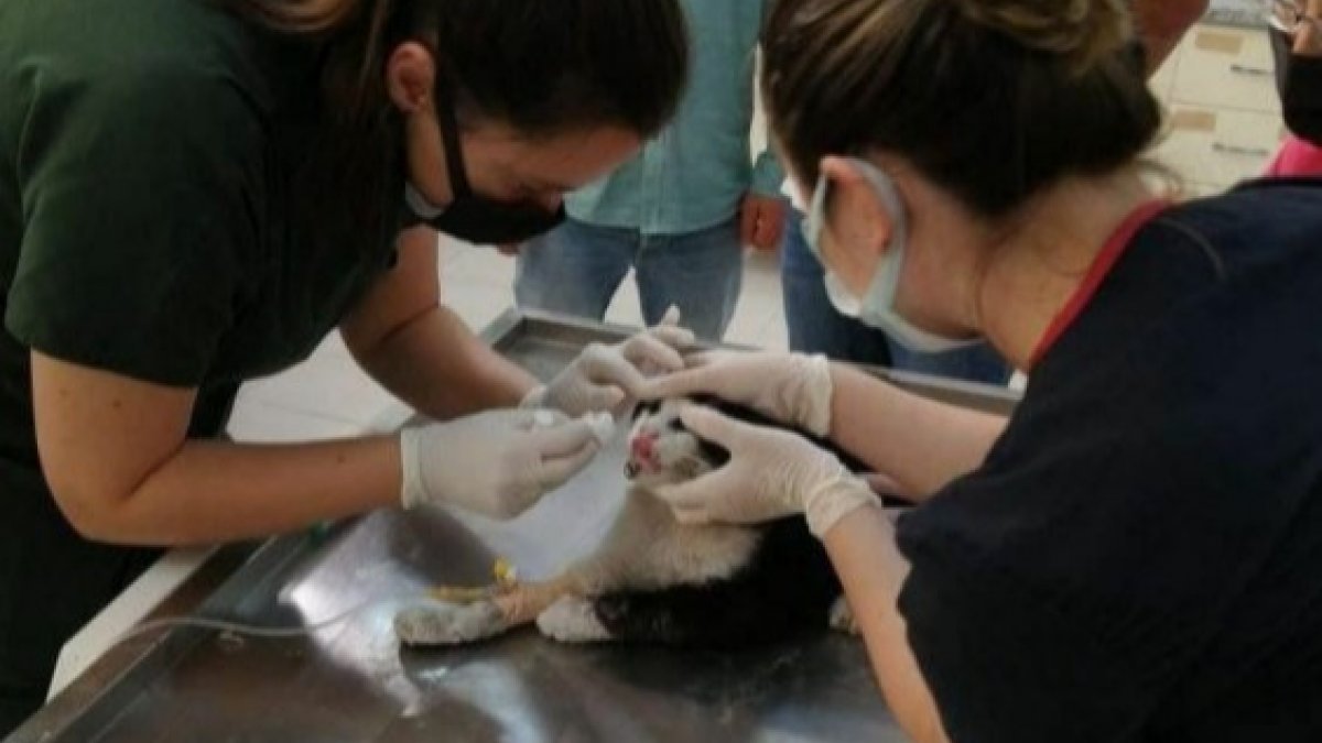 Turistlerin bulduğu yaralı kedi, tedavisinin ardından Almanya’ya gönderildi