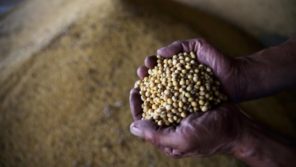 Soya fasulyesi fiyatları dünyada geriledi