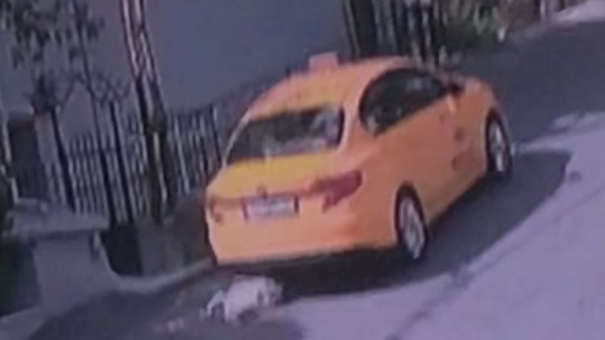 Sarıyer'de taksici, sahipli kediyi ezip kaçtı