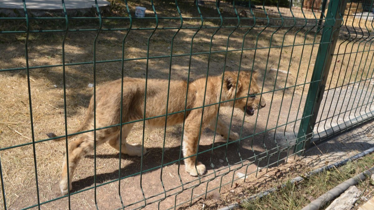 Ankara'daki hayvanat bahçesinin kapatılması için gazeteye ilan verdiler