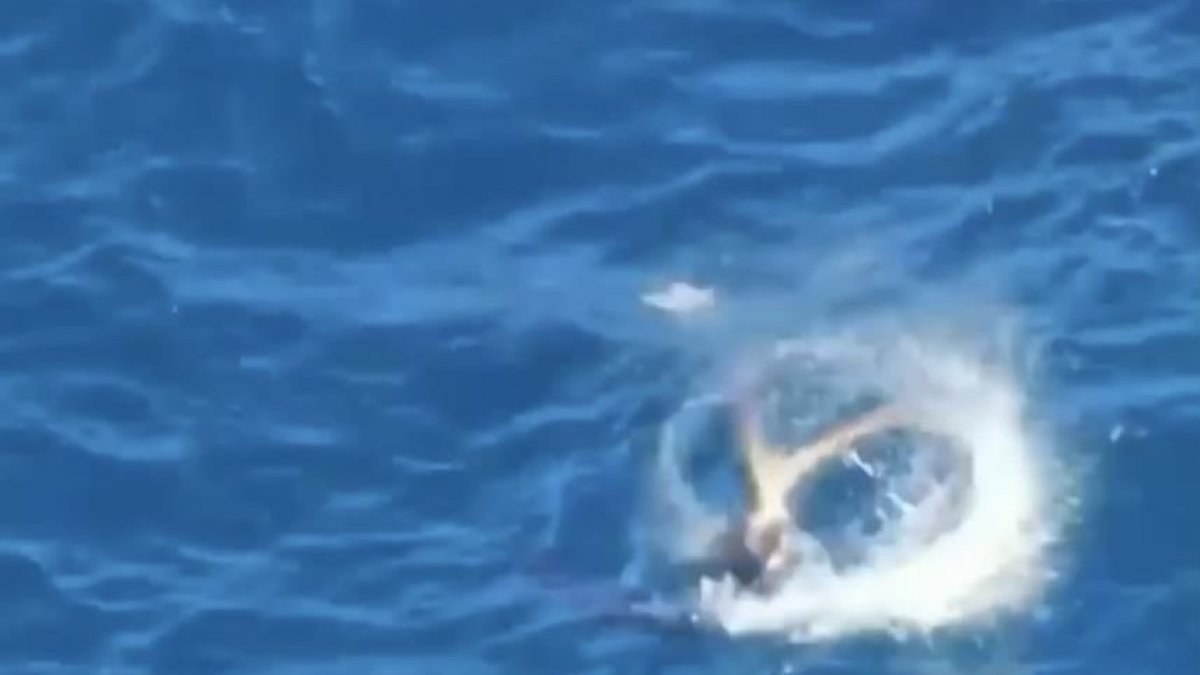 Antalya'da fok balığının ahtapot avı kameraya kaydedildi