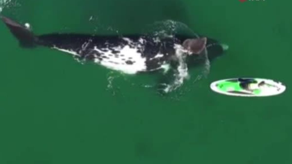 Arjantin’de kanoyla dans eden balina
