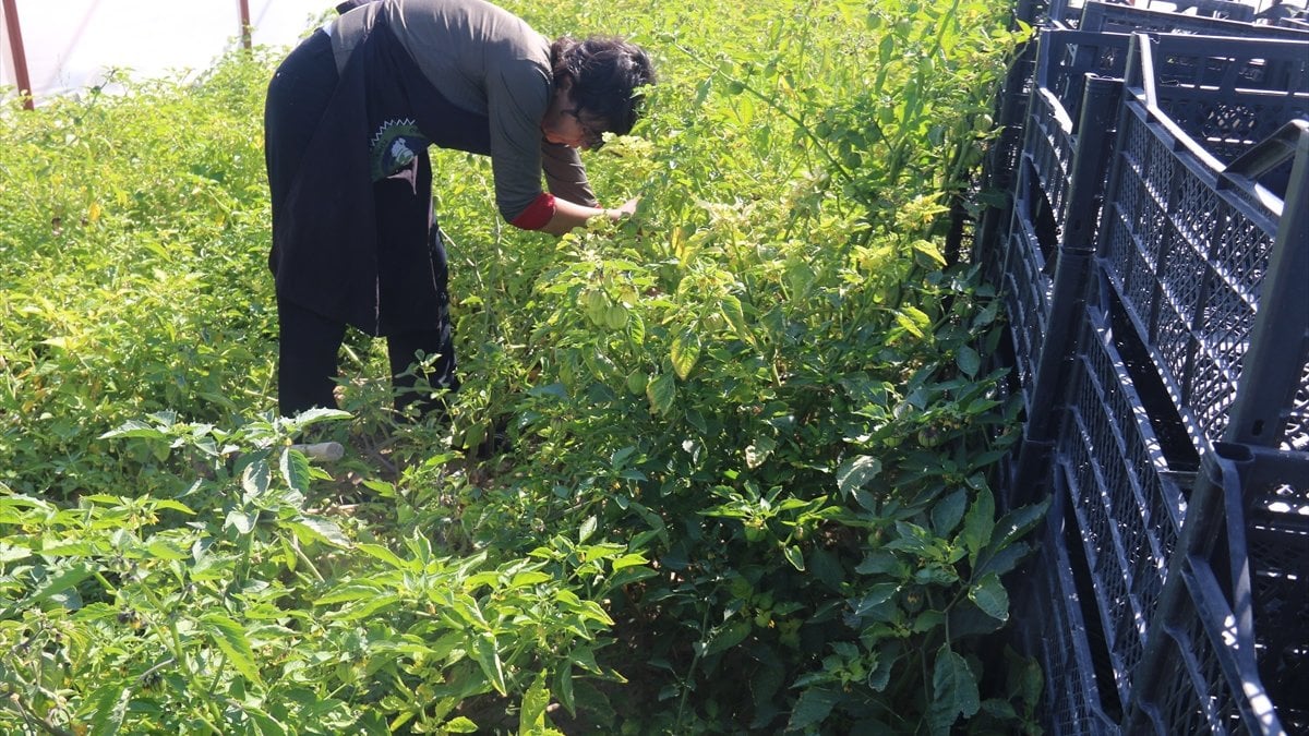 Aksaray'da mor çilek yetiştiren vatandaş taleplere yetişmekte zorlanıyor