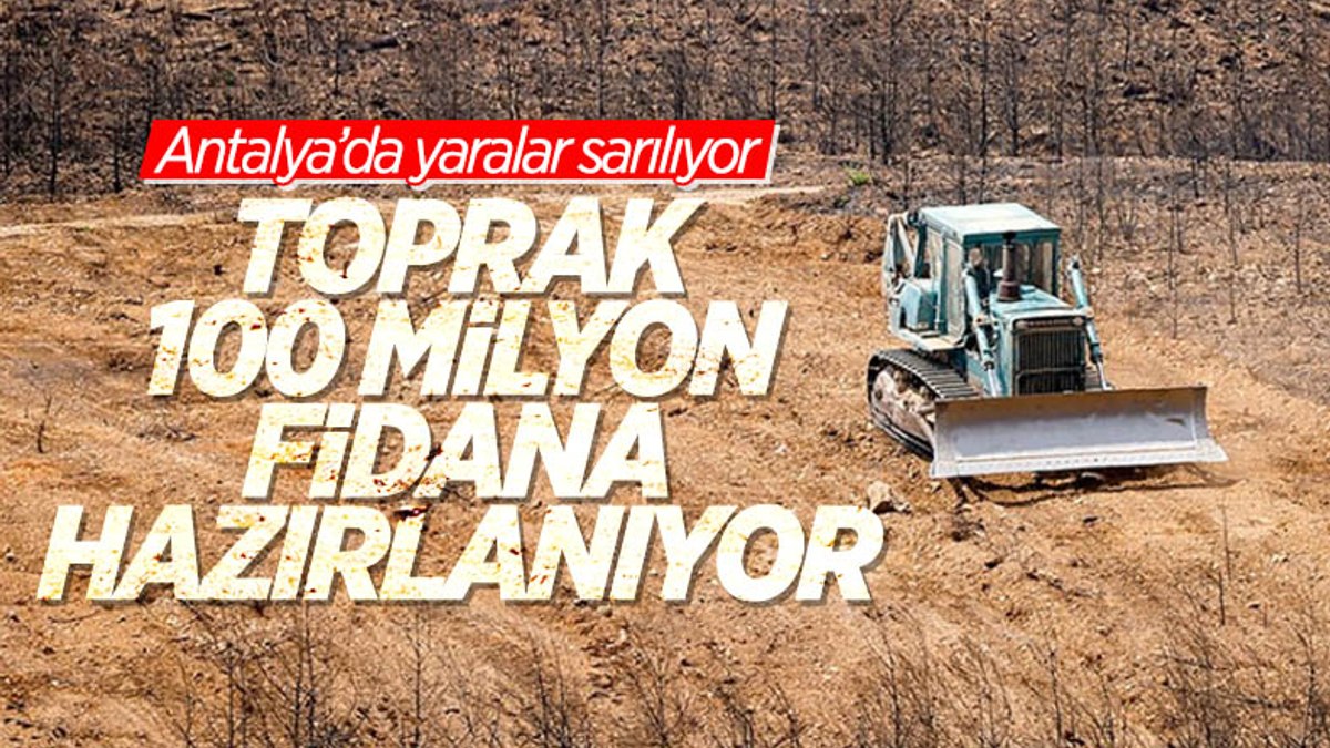 Antalya'da yanan ormanların yerine 100 milyon fidan