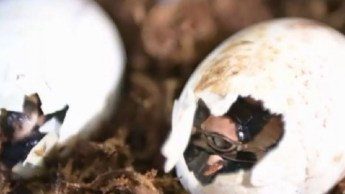 Yapay olarak üremesi sağlanan Çin timsahları, yumurtadan çıkıyor