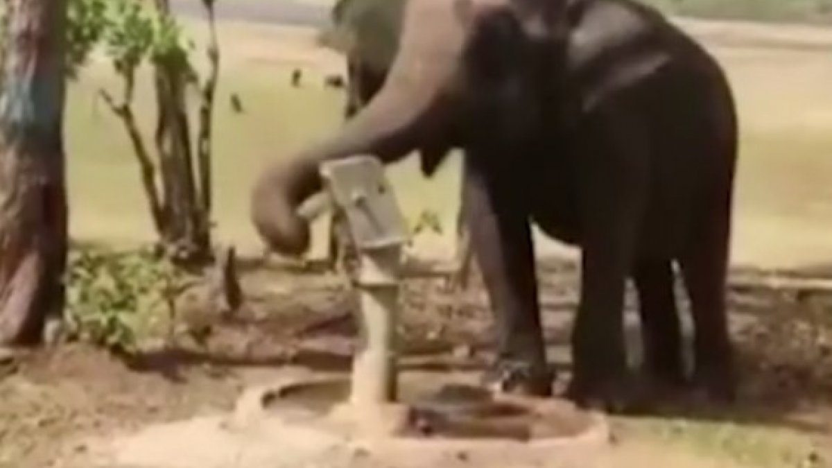 Hindistan'da bir fil, su içmek için pompa kullandı