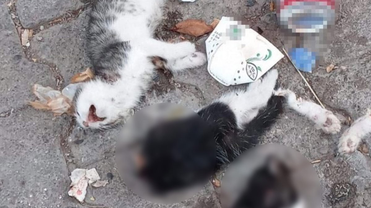 Giresun'da başı ve bacağı kesilmiş iki yavru kedi bulundu
