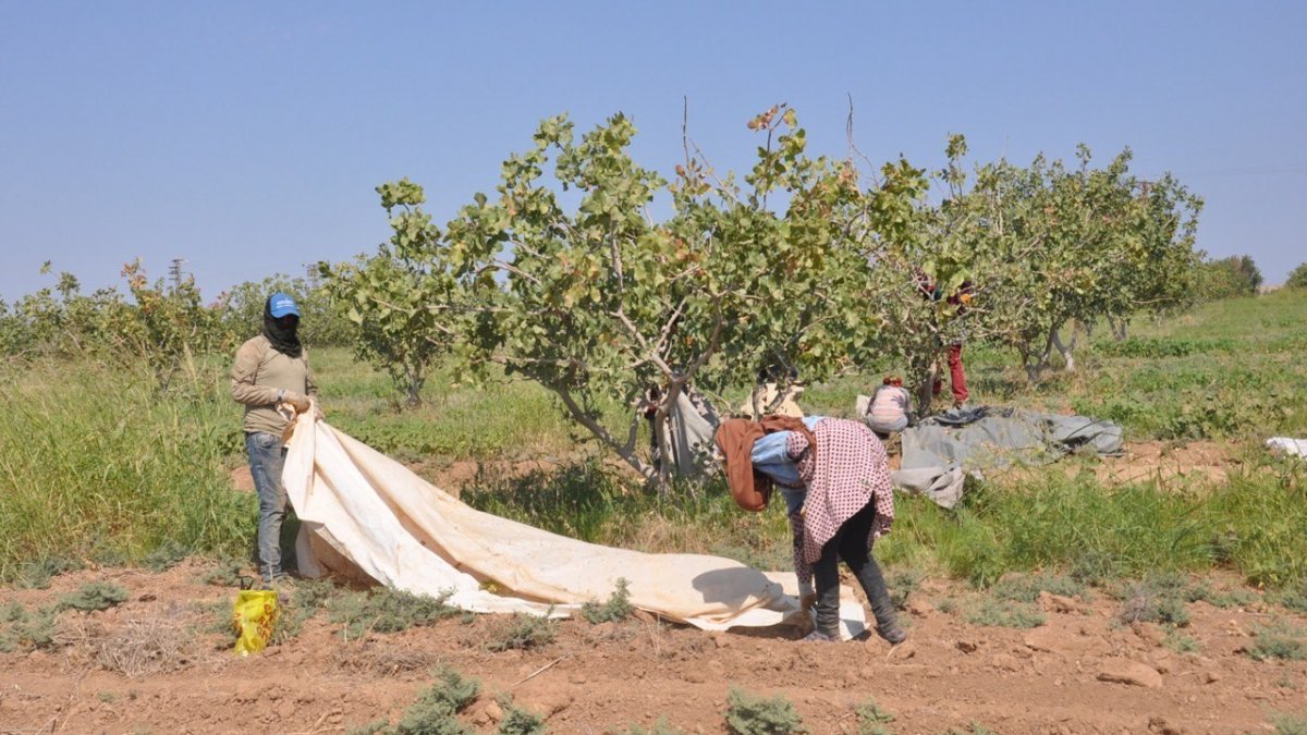 Şanlıurfa TİGEM’de fıstık hasadı devam ediyor