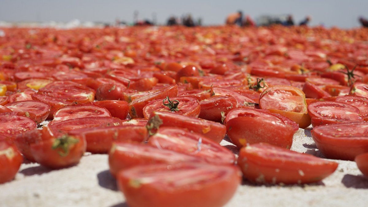 Konya'nın kurutulmuş domatesleri İtalya'da makarna sosu oluyor