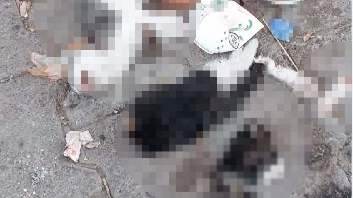 Giresun'daki yavru kedilerin, köpek saldırısıyla öldüğü belirlendi