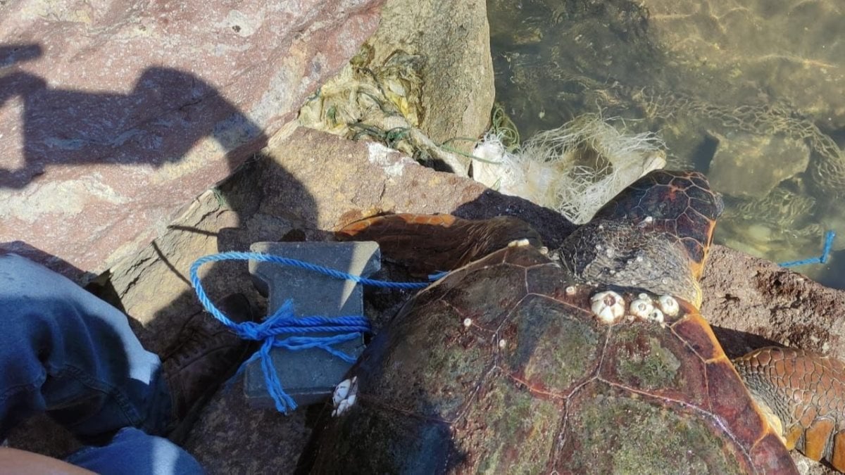 Çanakkale’de, parke taşı bağlanarak denize atılan caretta caretta kurtarıldı
