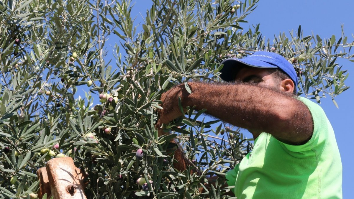 1.200 yaşındaki zeytin ağacından kasa kasa ürün alınıyor