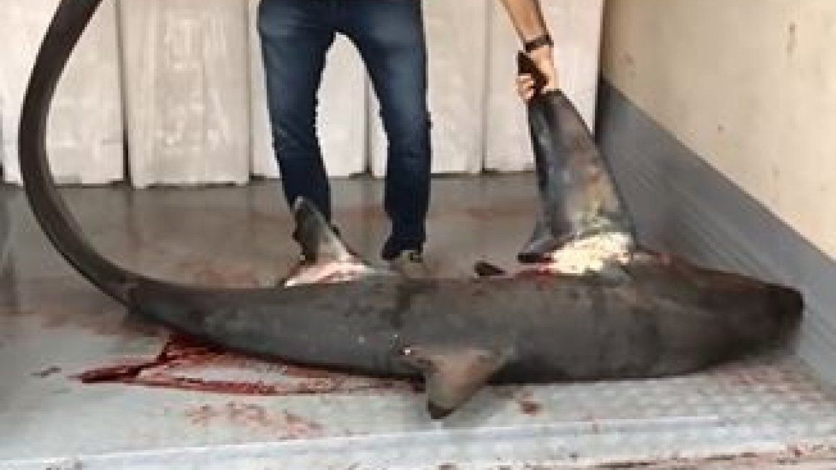 Marmara Denizi'nde 4 metrelik köpek balığı yakalandı