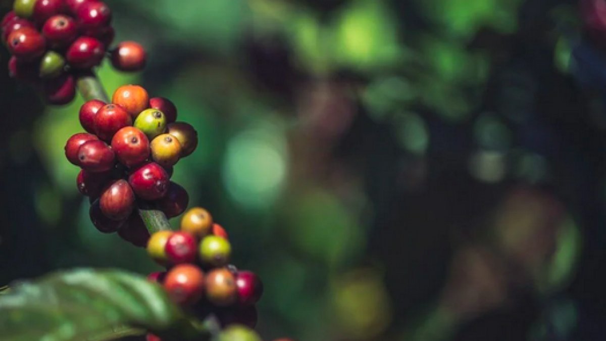 Kahve türlerinin yüzde 60'ı tükeniyor
