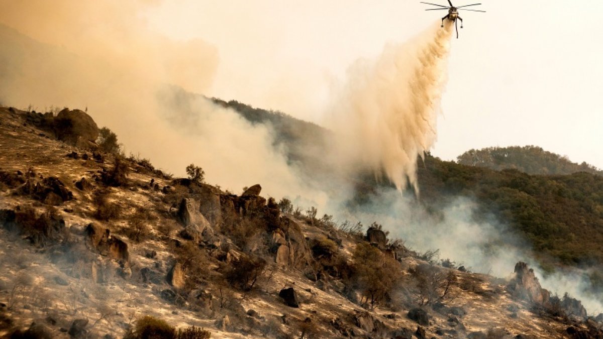 Kaliforniya'daki yangınlarda dünyanın en büyük ağaçları tehdit altında