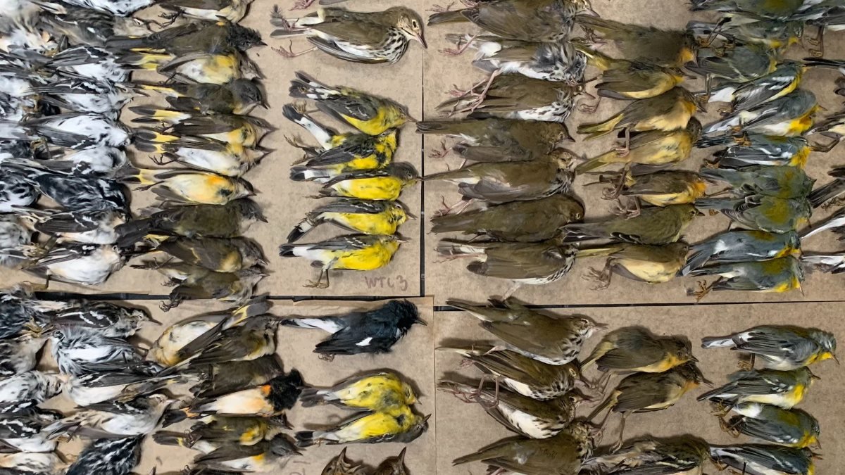 New York sokakları ölü kuşlarla doldu