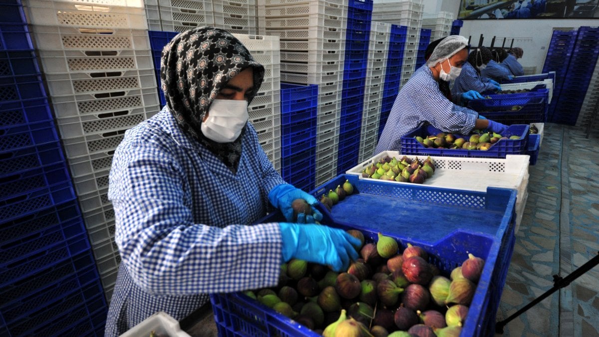 Bursa'nın coğrafi işaretli siyah inciri, Avrupa'ya ihraç ediliyor