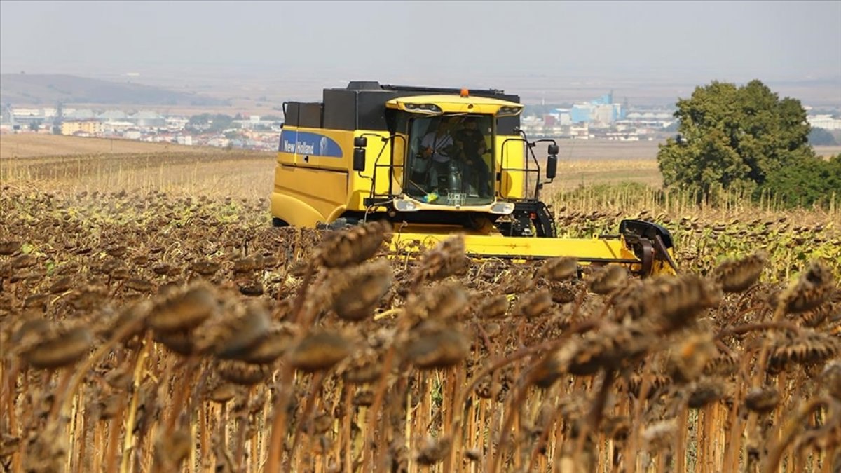 Tekirdağ'da yerli ayçiçeği tohumuyla yetiştirilen ürünler hasat edildi