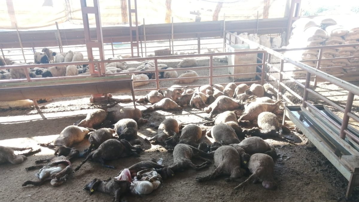 Mersin’de köpek sürüsü 50 küçükbaşı telef etti