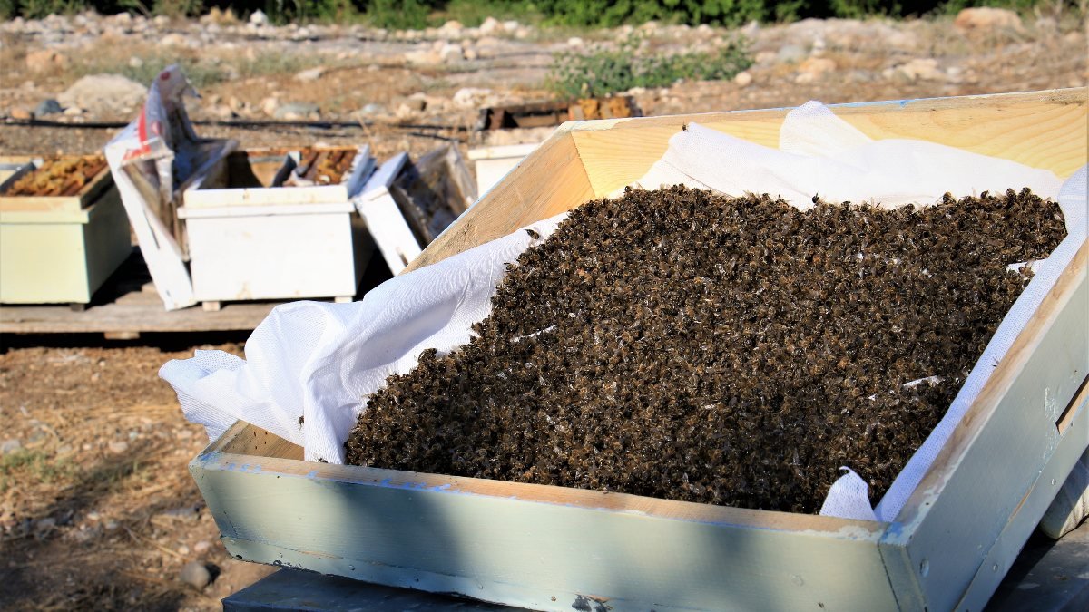 Mersin'de 1 milyondan fazla arı telef oldu