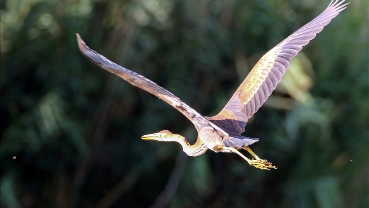 Ağrı Dağı Milli Parkı, ender kuşlardan erguvani balıkçılı ağırladı