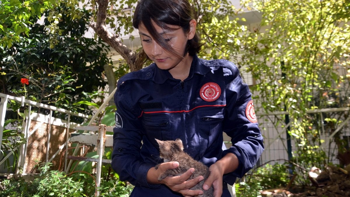 Avcılar'daki yavru kedi, düştüğü su kuyusundan kurtarıldı