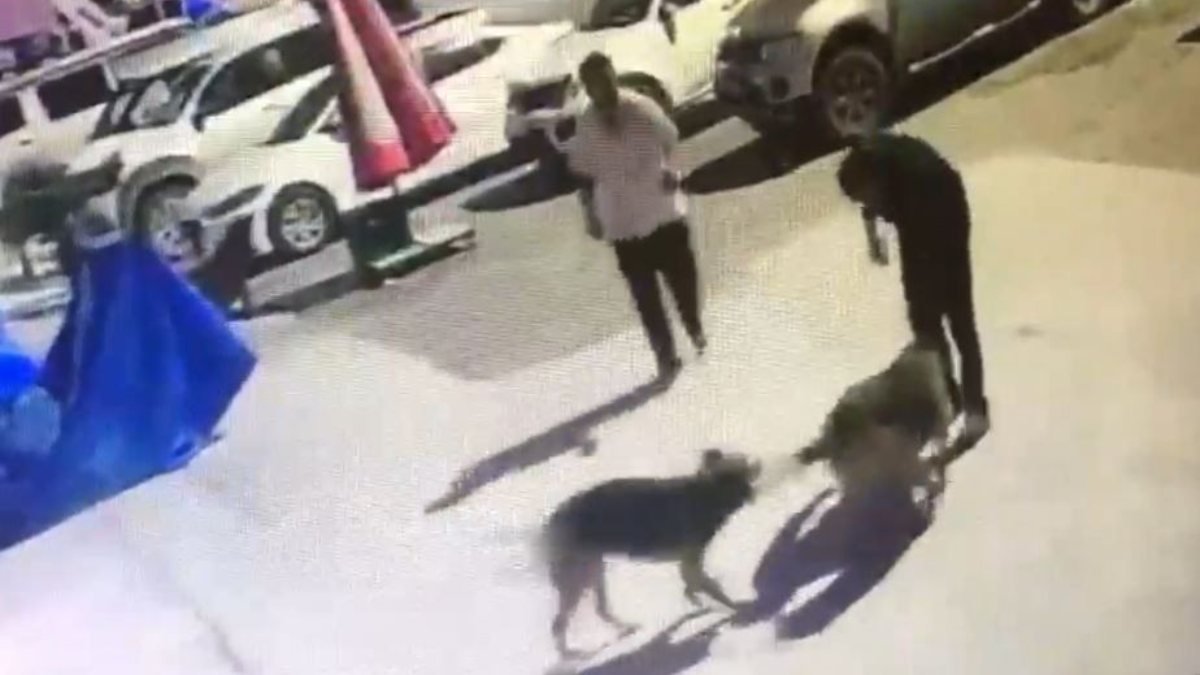 Artvin'de köpeklerin boynuna ip takıp toplayan personele işlem yapıldı