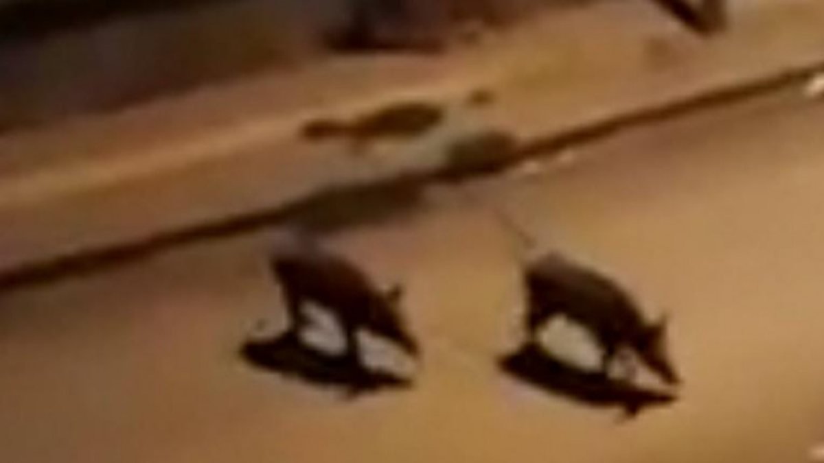 Tunceli'de yaban domuzu saldırısına uğrayan yaralı, askeri helikopterle alındı