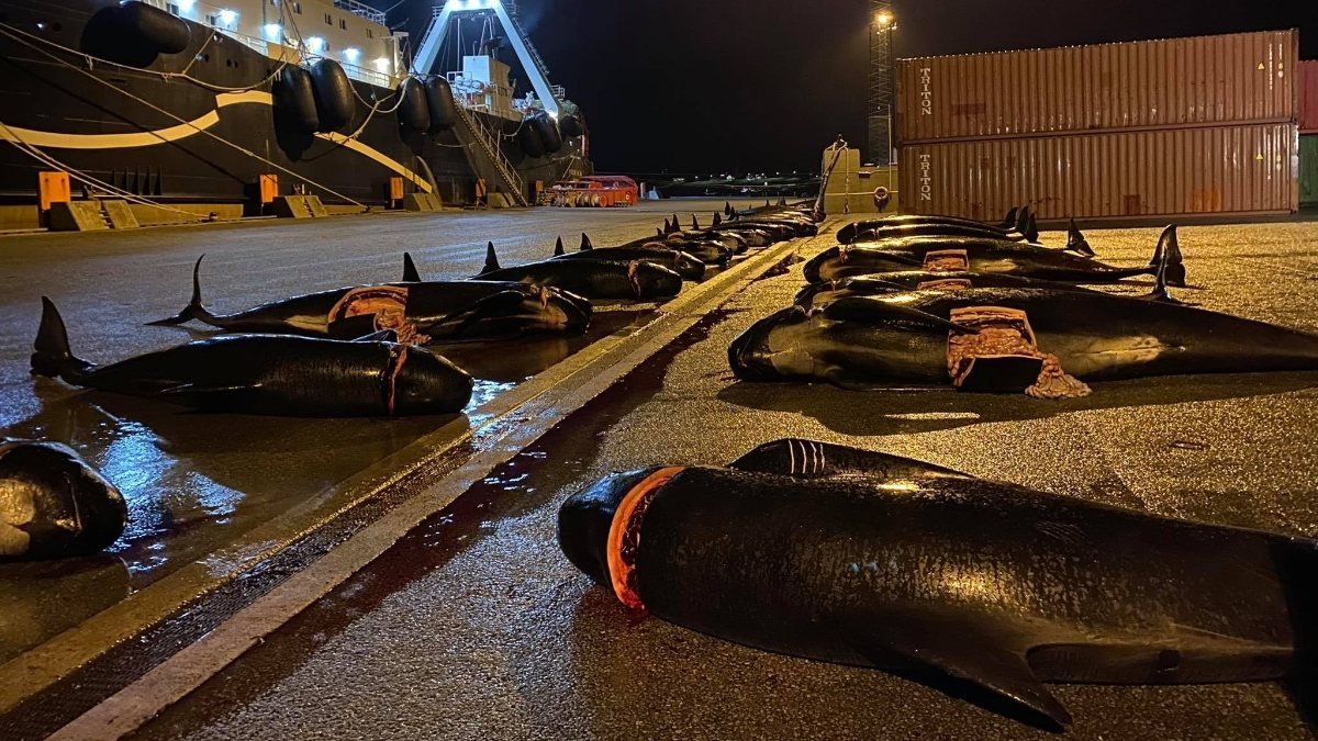 Danimarka’da, Grindadrap Festivali’nde yunus ve balina katliamı