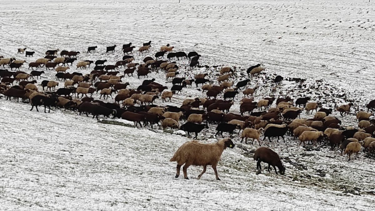 Kars'ta etkili olan kar, çobanlara zor anlar yaşattı