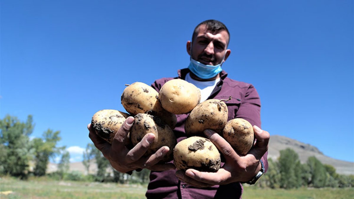 Pasinler Ovası'nda patateste kuraklığa rağmen rekolte arttı