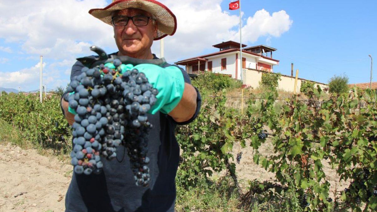 İtalya'dan Amasya'ya getirilen Merzifon karası, ürün vermeye başladı