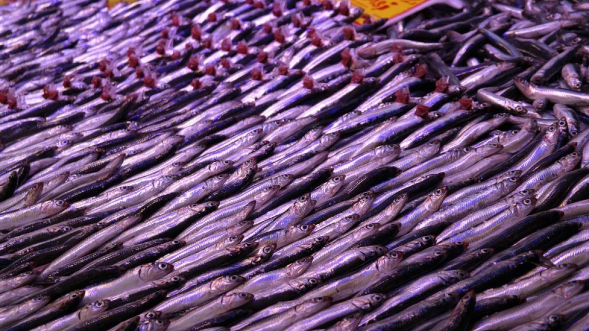 Eskişehir'de tezgahtaki balıklar soğuk havaları bekliyor