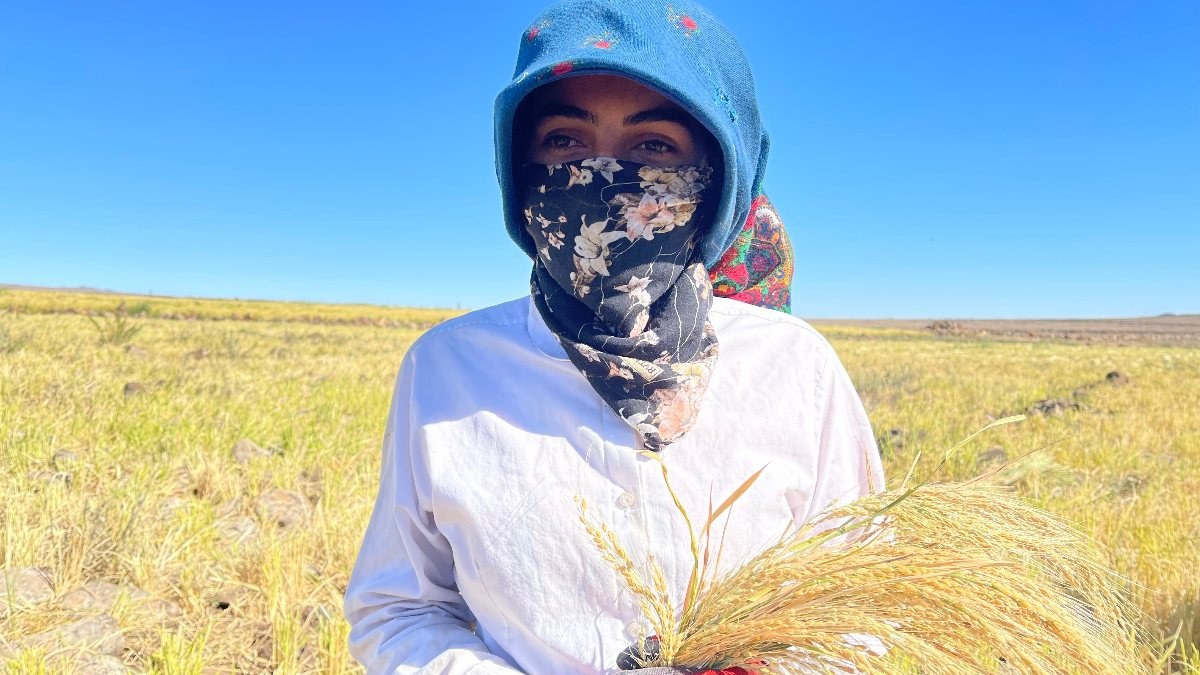 Şanlıurfa’da Karacadağ pirincinin zorlu hasadı
