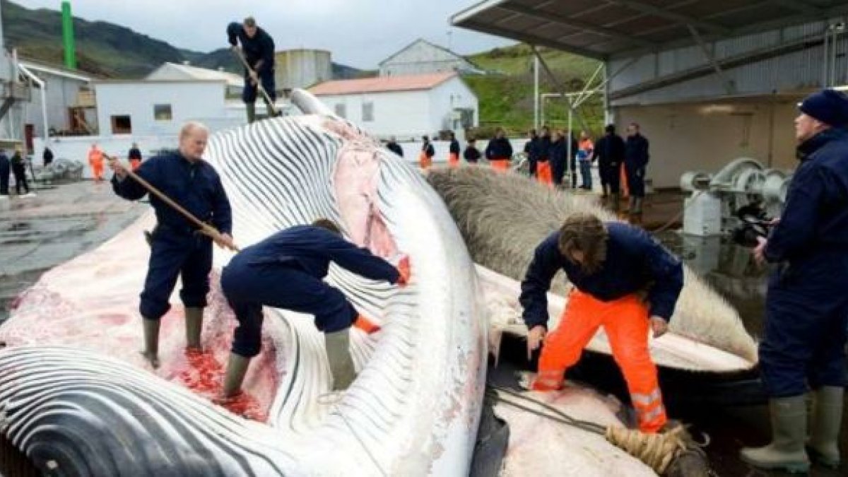 Norveç tepkilere rağmen mink balinası avlamaktan vazgeçmiyor