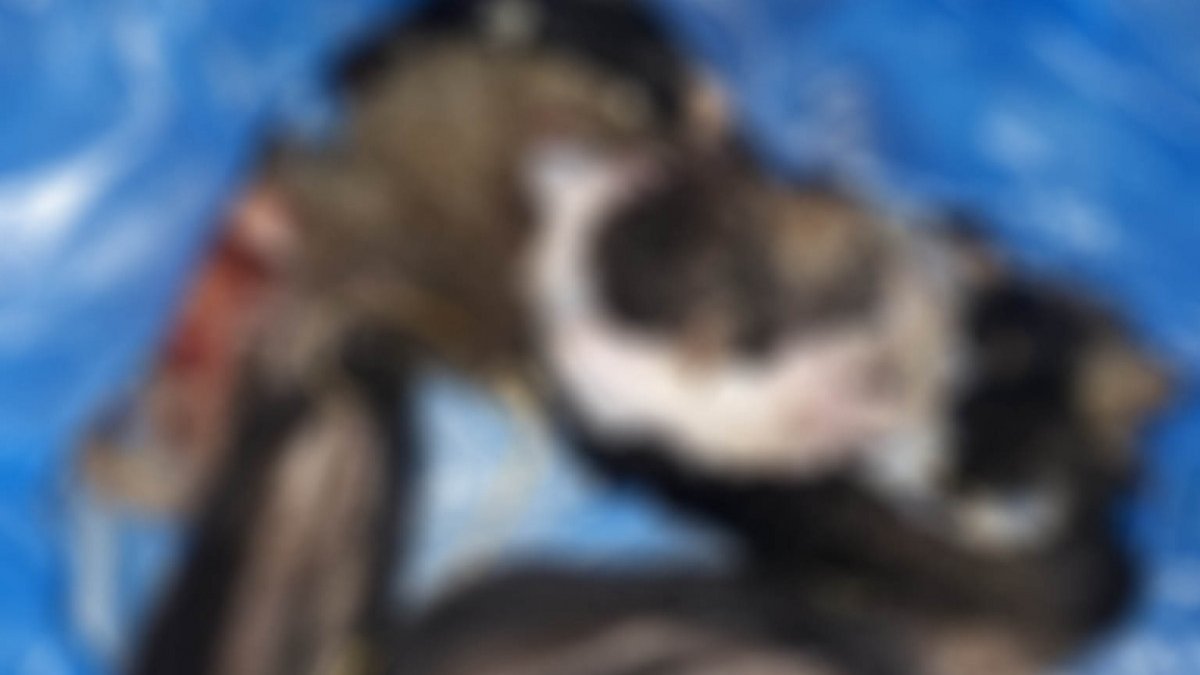 Kuşadası'nda 4 yavru köpek vahşice katledildi