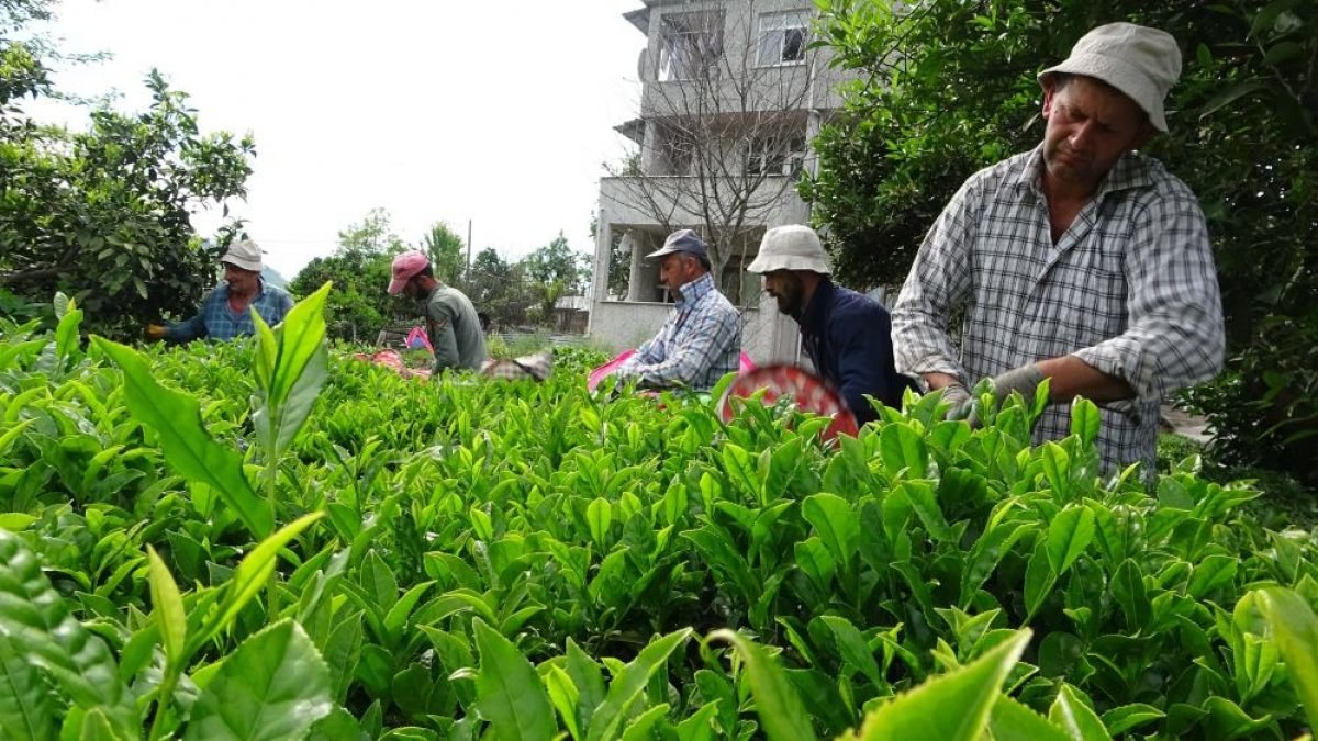 Rize'de bu sene çay toplamaya yabancı işçiler gelmedi, para Türkiye'de kaldı